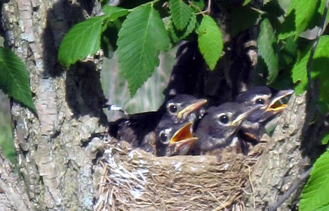 Young robins clamor for food in a nest in a tree overlooking a pond.