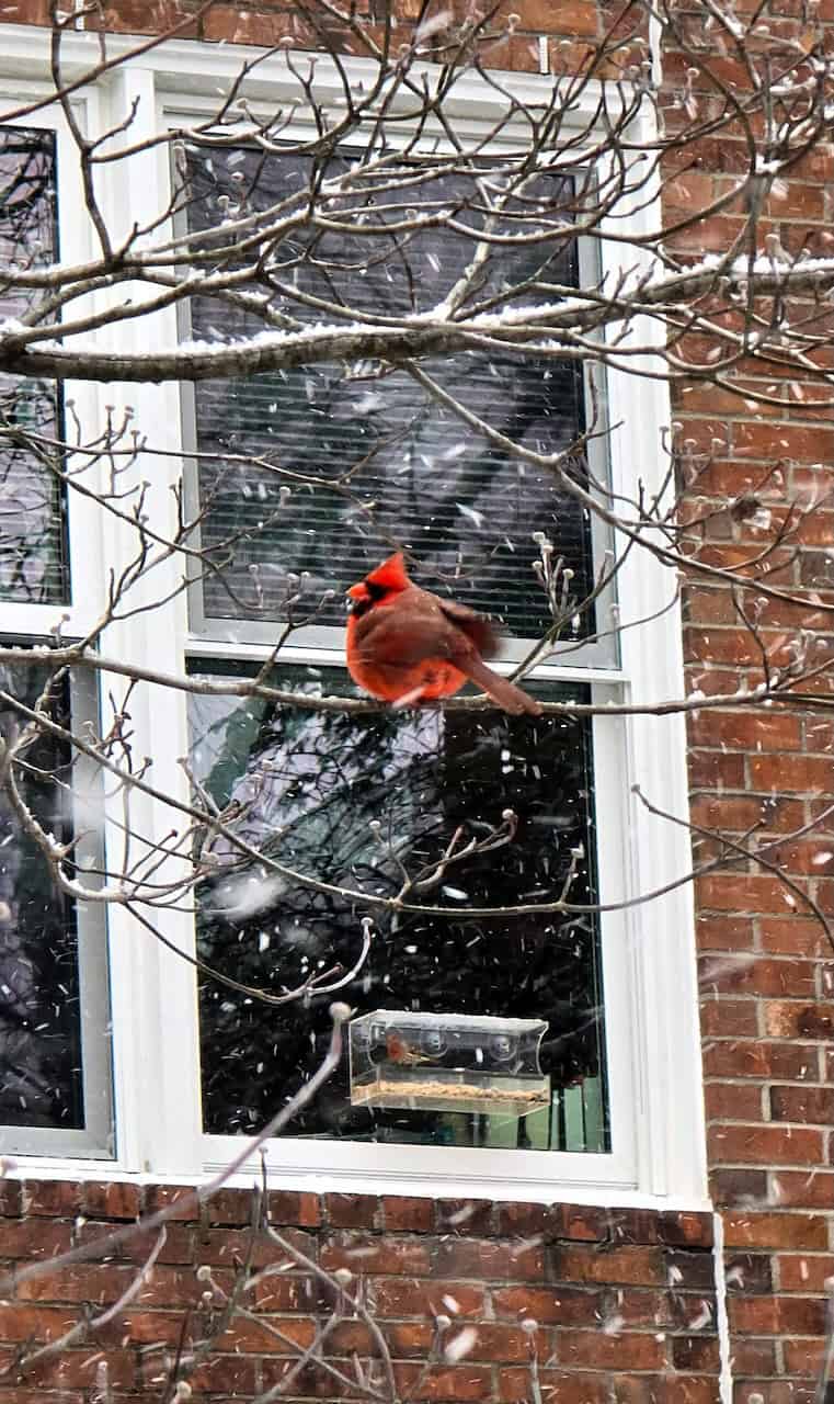 A Northern red cardinal perches in a tree during a winter storm.