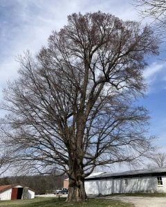 A stately elm tree reaches high into the sky.