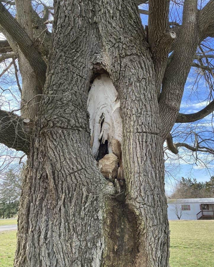 A large, scarred wound on the side of an elm tree.