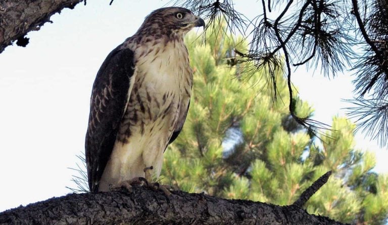 A red-tailed hawk keeps a keen eye on the surroundings on a bright and sunny day as the bird sits on a branch.