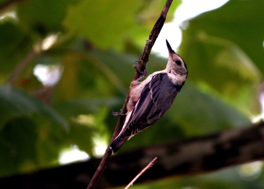 A juvenile white-breasted nuthatch climbs up a branch.