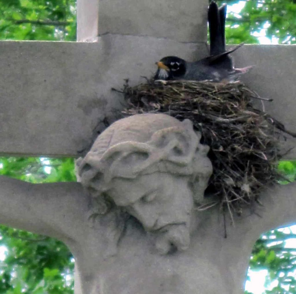 An American robin warms her nest on top of a stone sculpture of the crucifix.