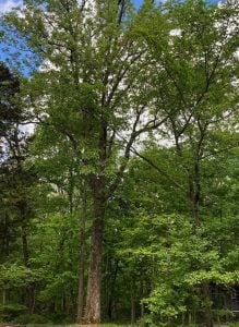 Abundant, healthy, green woods pictured on a bright sunny day.