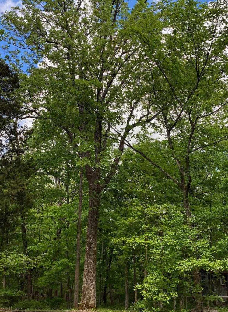 Abundant, healthy, green woods pictured on a bright sunny day.