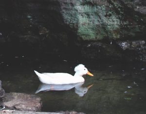A white crested duck paddles in the grotto near a pond.
