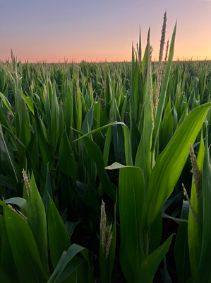 Corn grows in a field with orange and blue sky above