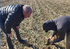 Two men bent over observing the soil and crop in a field wearing light jackets on a sunny day.