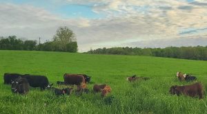 A herd of brown and black cows graze peacefully in tall grasses under a cloud-streaked sky.
