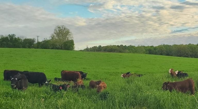 A herd of brown and black cows graze peacefully in tall grasses under a cloud-streaked sky.