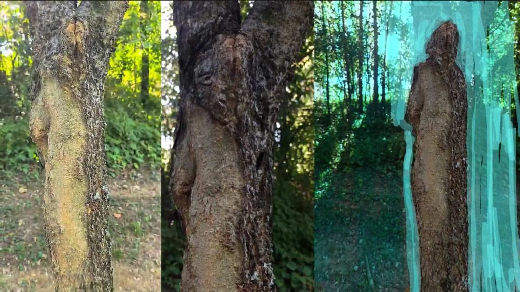 A still photograph of three different trees in nature shown in a triptych