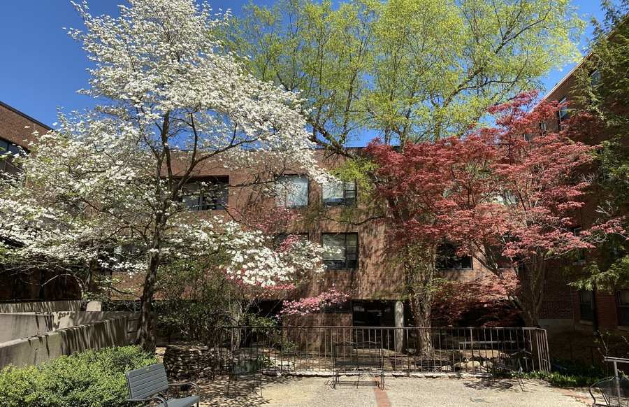 A springtime photo of the courtyard of a brick building. Trees bloom and flower and metal benches can be seen around the perimeter of the stone courtyard.