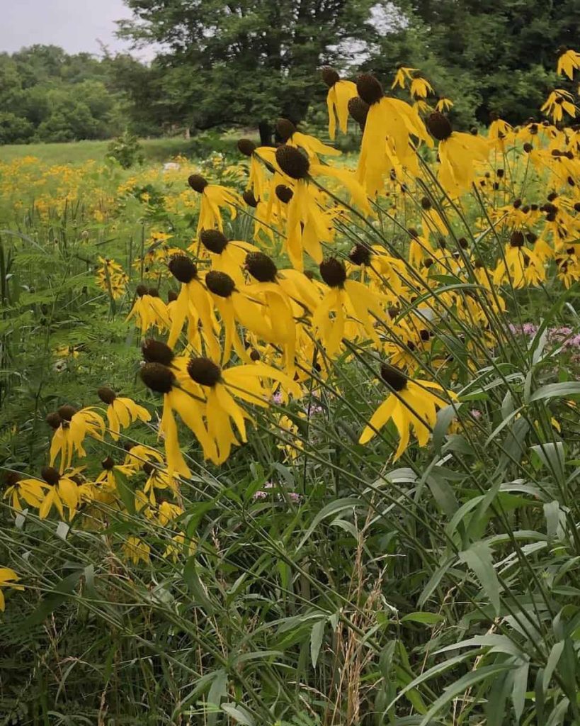 bright yellow coneflowers sprout from the green summer ground.