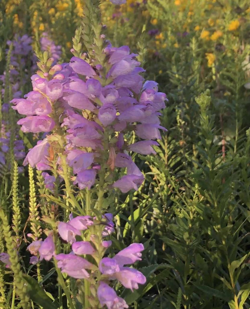 pink flowers with purple outlines growing on a vertical green stalk on a bright sunny day.