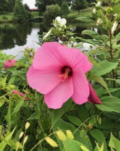 A bright pink flower in full bloom along the edge of a pond with lush green around it.