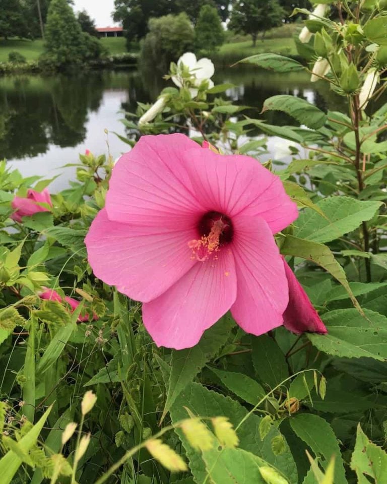 A bright pink flower in full bloom along the edge of a pond with lush green around it.