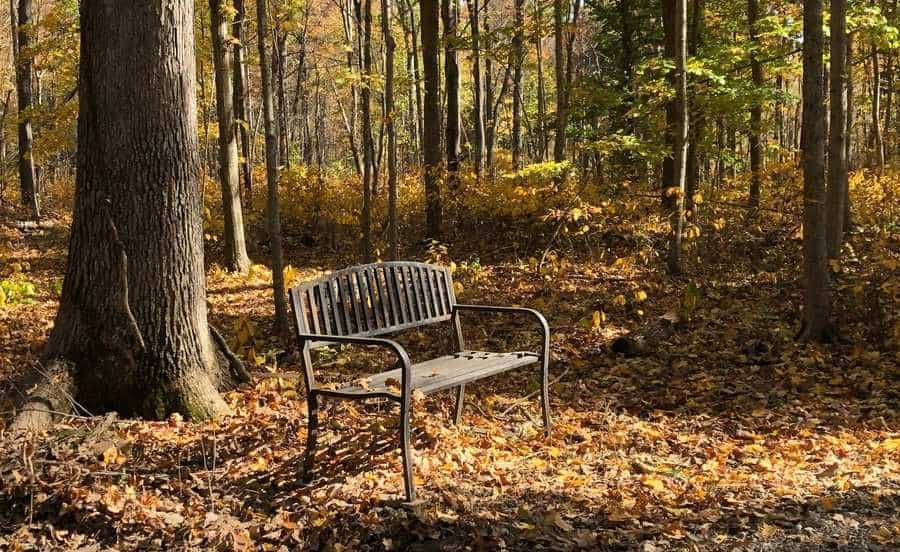 An iron bench placed in the woods beneath a large tree. The fall leaves cover the ground and a few are on the bench.