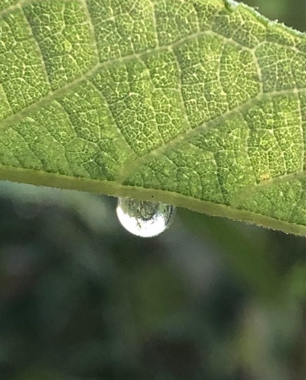 A drop of water hanging from a green leaf reflects the world around it.