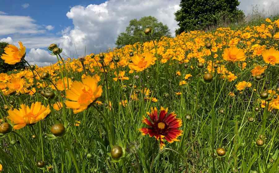 A field of yellow coreopsis flowers nod in the sun as cottony clouds drift in the cerulean sky.