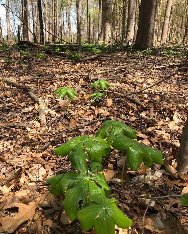 The green leaves of the spring mayapple stand out in the brown fallen leaves on the floor of the woods.
