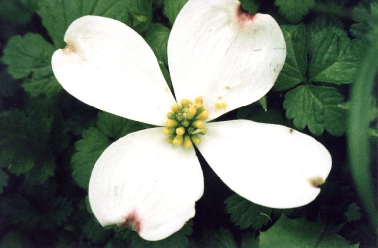 Close up image of white dogwood blossom: four white petals surrounding a yellow center.