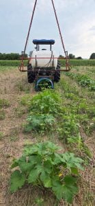 A large tractor is shown applying an herbicide to pumpkin plants in a large field.