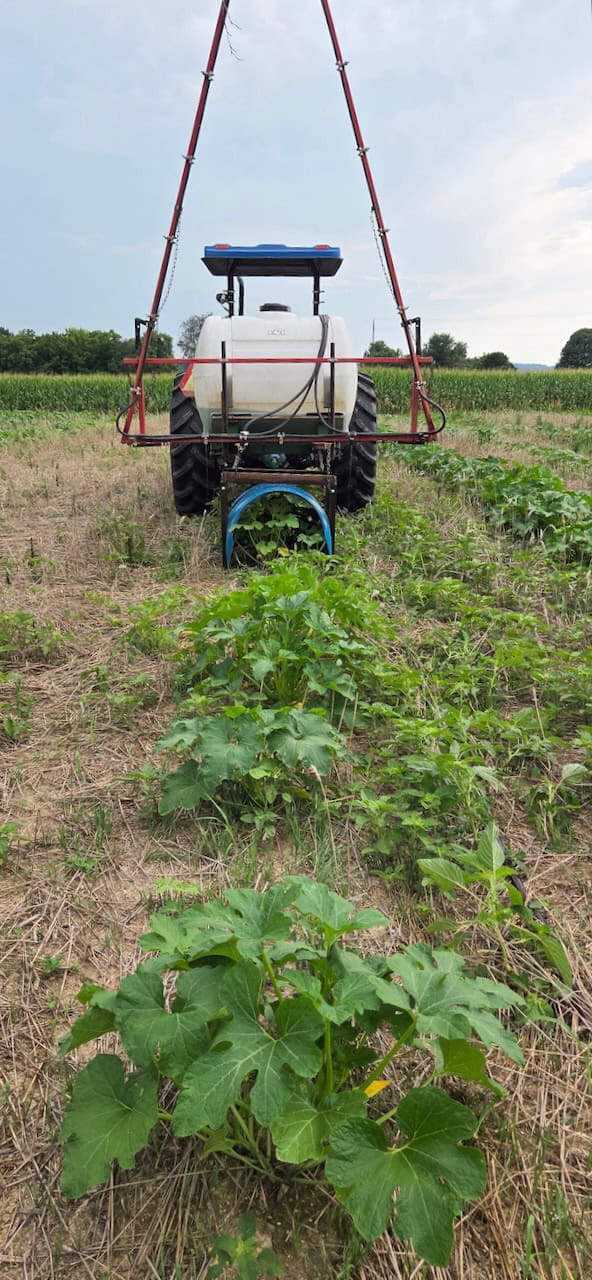 A large tractor is shown applying an herbicide to pumpkin plants in a large field.