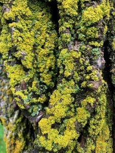vibrant green fungus is shown up close covering a tree trunk