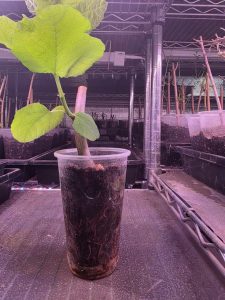 Photo of many seedlings being propogated in different plastic cups on a shelf.