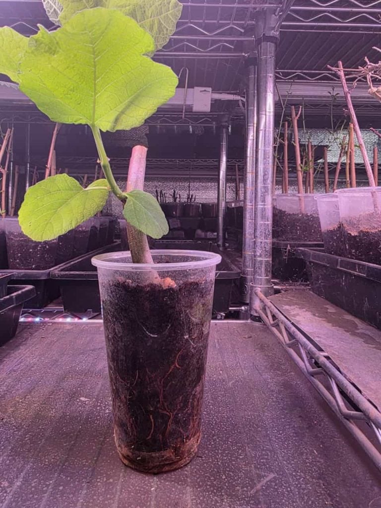 Photo of many seedlings being propogated in different plastic cups on a shelf.