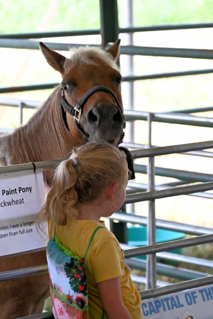 A little girl with a ponytail and yellow shirt interacts with a sweet brown pony named Buckwheat.