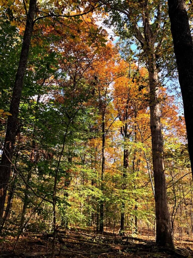 Beautiful fall colored leaves (orange, yellow, green) on trees in a forest.