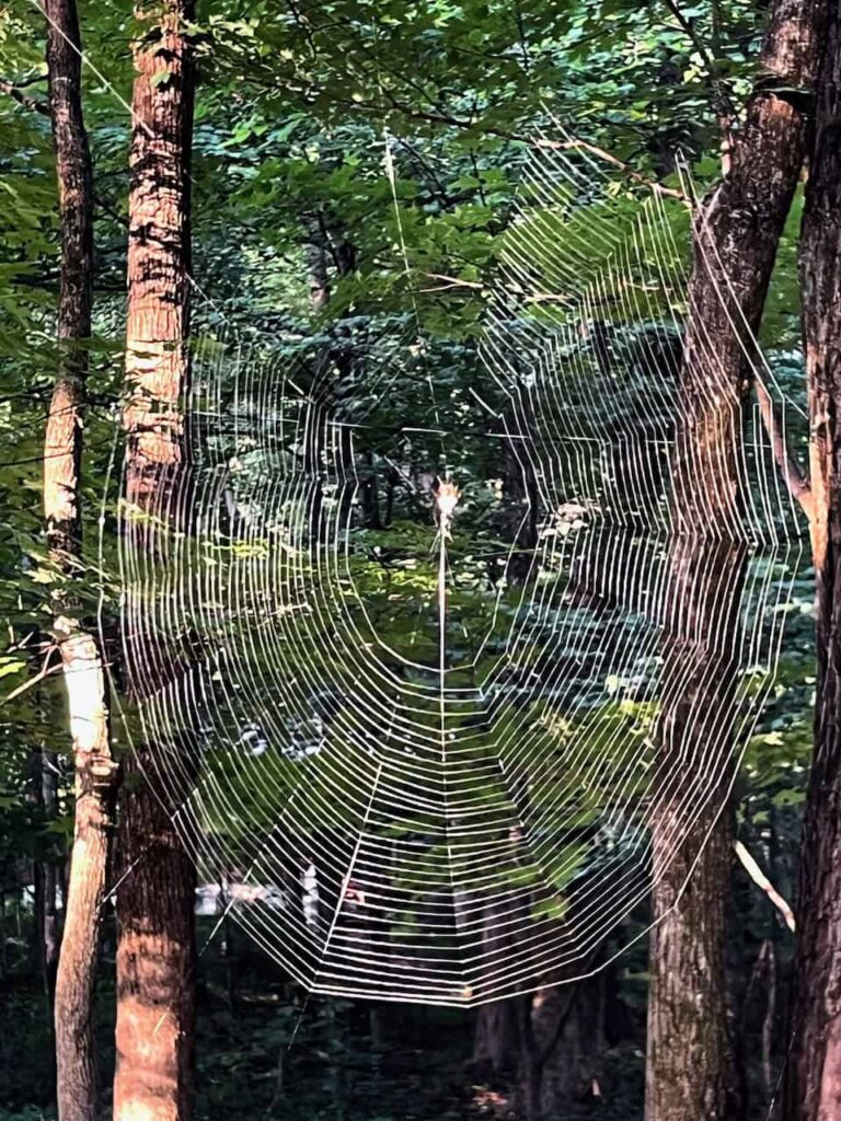 A huge spiderweb with a spider in the middle between two trees in a vibrant forest.