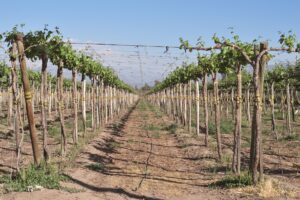 vineyard rows in santiago metropolitan region chile