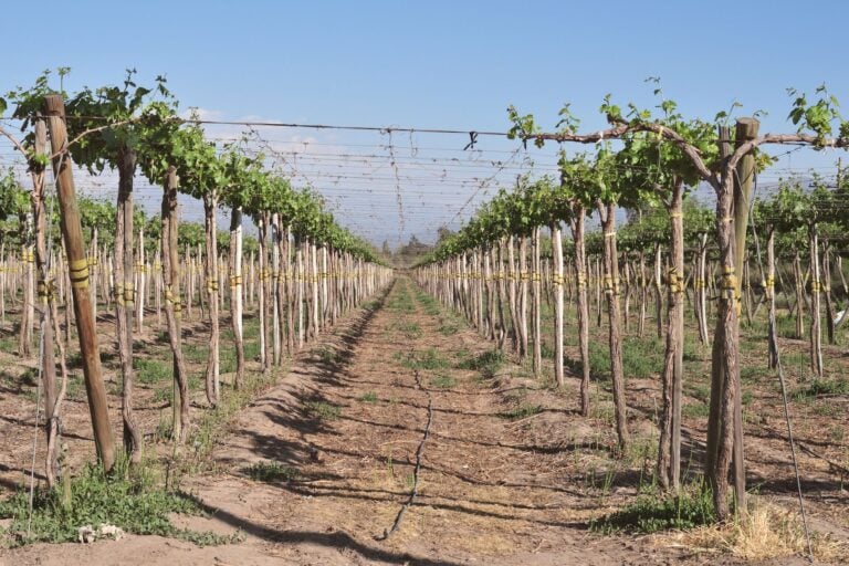 vineyard rows in santiago metropolitan region chile