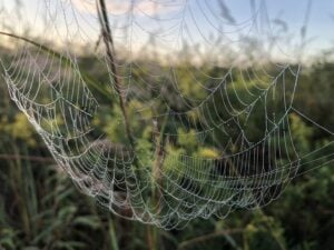 A spiderweb jeweled with dew stretches across green grasses.