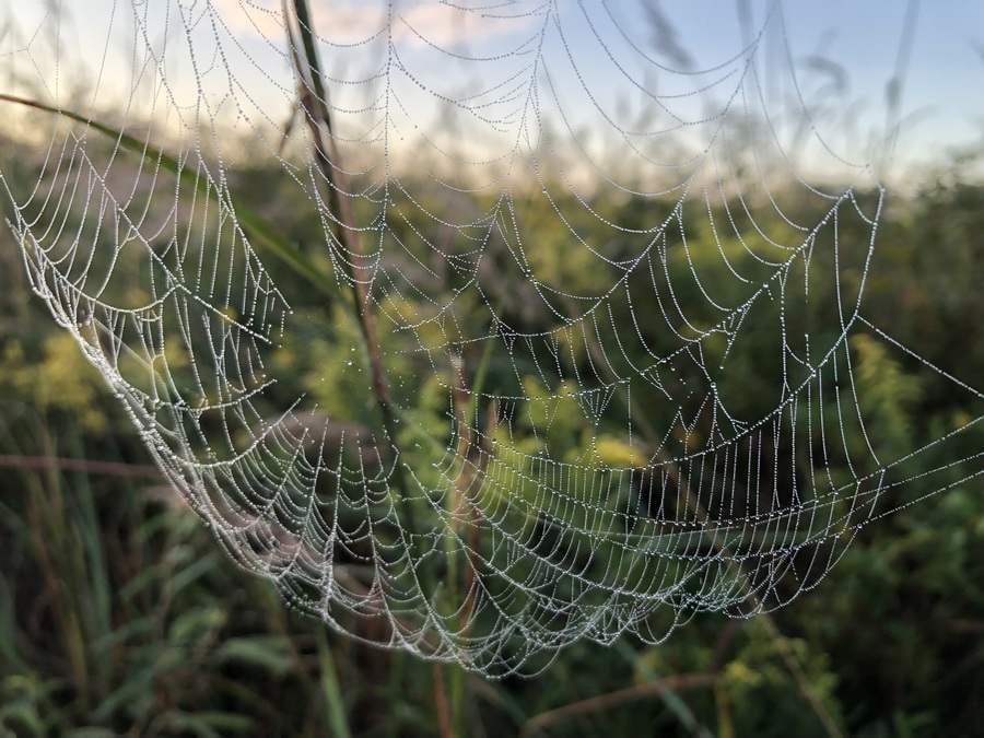 A spiderweb jeweled with dew stretches across green grasses.