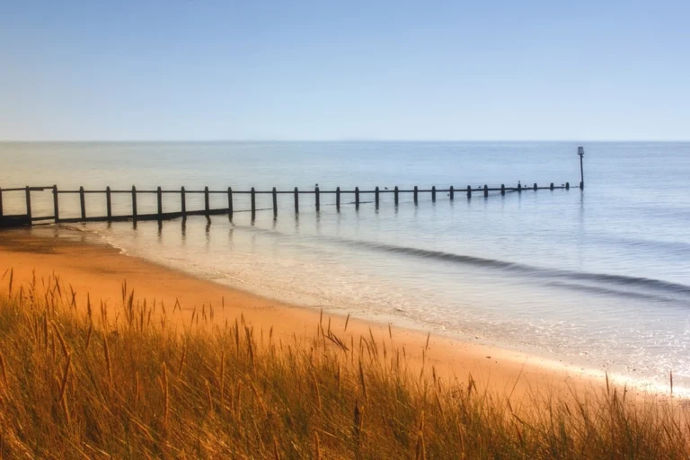 Yellow field shoreline sea
