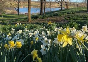 A peaceful spring landscape of yellow and white daffodils growing in the foreground, with trees surrounding a pond in the background.