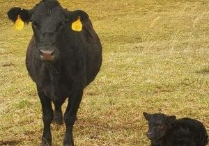 A black cow with yellow tags in her ears stands guard over her young calf resting in the grass.