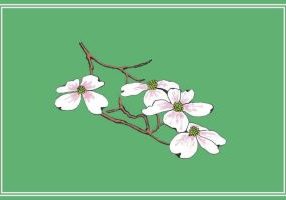 Dogwood blossom drawing on a spring green background