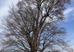 A stately elm tree reaches high into the sky.