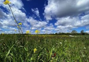 A sprawling green field of grass landscape on a bright blue day with scattered clouds in the sky as a yellow flower pops up on the left side.