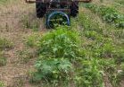 A large tractor is shown applying an herbicide to pumpkin plants in a large field.