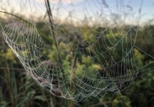 A spiderweb jeweled with dew stretches across green grasses.