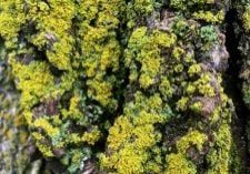 vibrant green fungus is shown up close covering a tree trunk