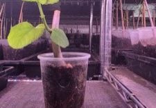 Photo of many seedlings being propogated in different plastic cups on a shelf.
