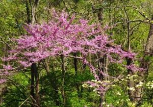 A redbud tree in the woods explodes with tiny pink flowers.