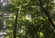 Looking up to the canopy of tall trees, with sunlight filtering through the leaves.