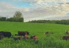 A herd of brown and black cows graze peacefully in tall grasses under a cloud-streaked sky.
